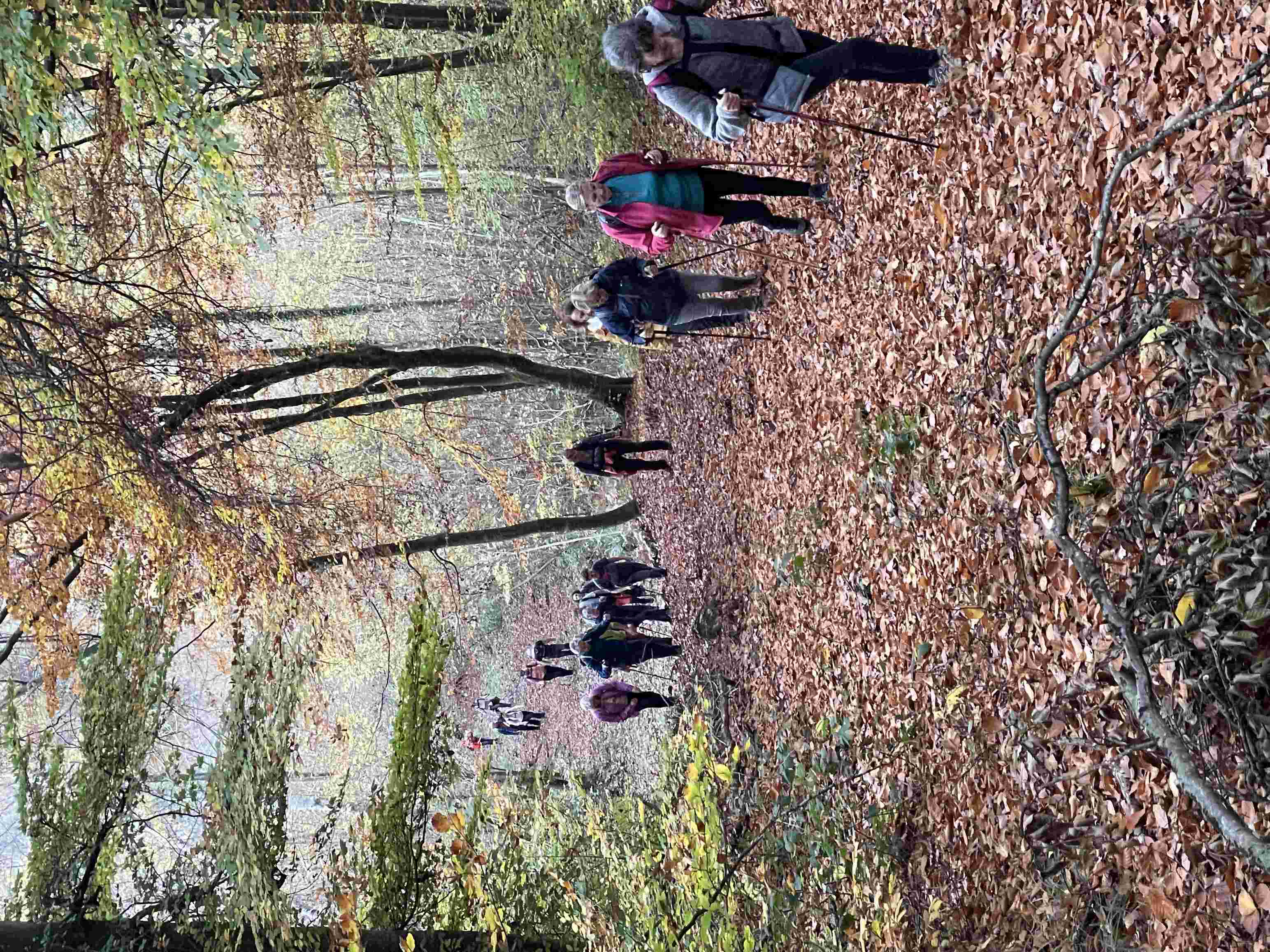 For&ecirc;t de Hez Le ch&ecirc;ne chandelier